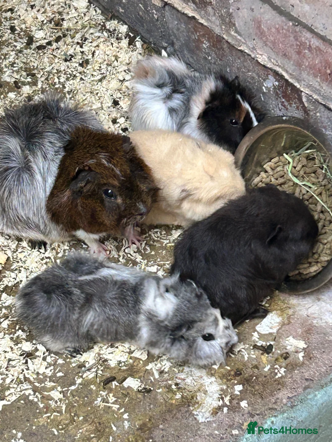Guinea Pig rodents for sale: Mixed baby guinea pigs for sale in Stoke-on-Trent - Advert 11