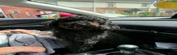 Mixed Breed dogs for sale: Bedlington Terrier x Poodle in Ashington - Advert 2