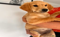 Golden Retriever dogs for sale: Golden Retriever Puppies  - Image 7