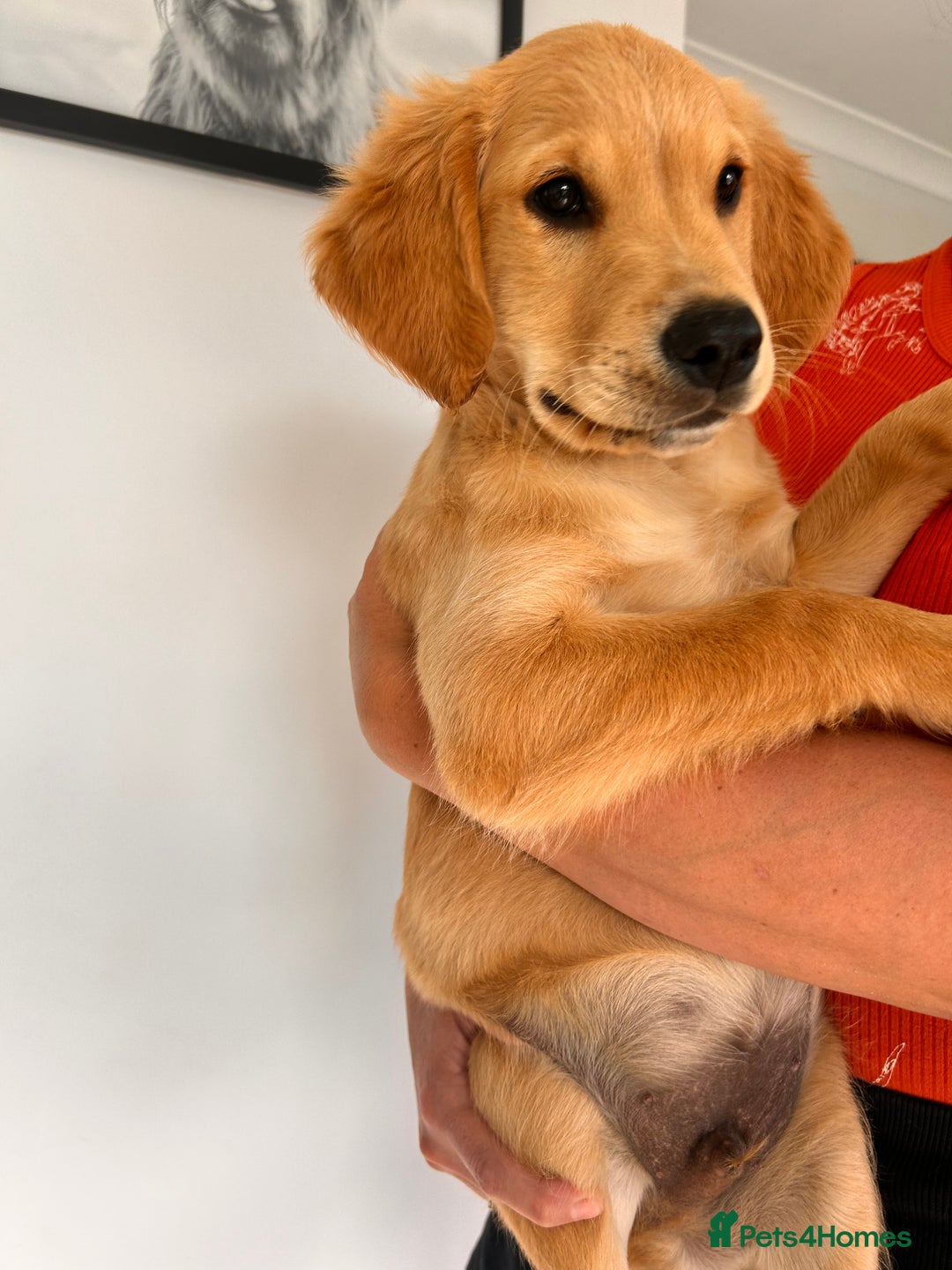 Golden Retriever dogs for sale: Golden Retriever Puppies  - Image 7