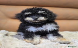 Toy Poodle dogs for sale: Gorgeous Tiny Toy Poodle Pups  - Image 9