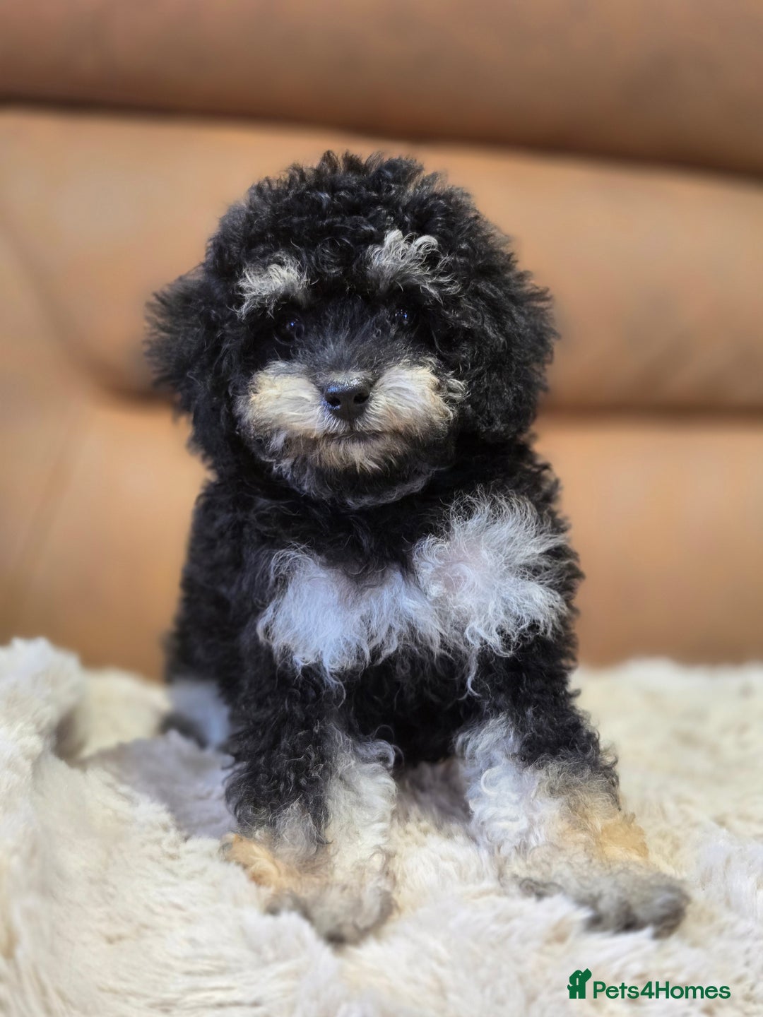 Toy Poodle dogs for sale: Gorgeous Tiny Toy Poodle Pups  - Image 9