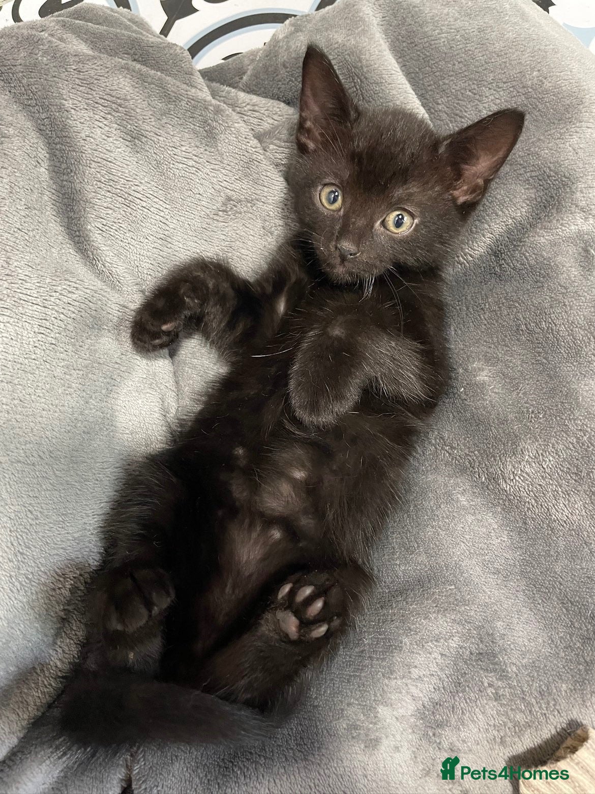 Mixed Breed cats Kitten for sale - Advert 13