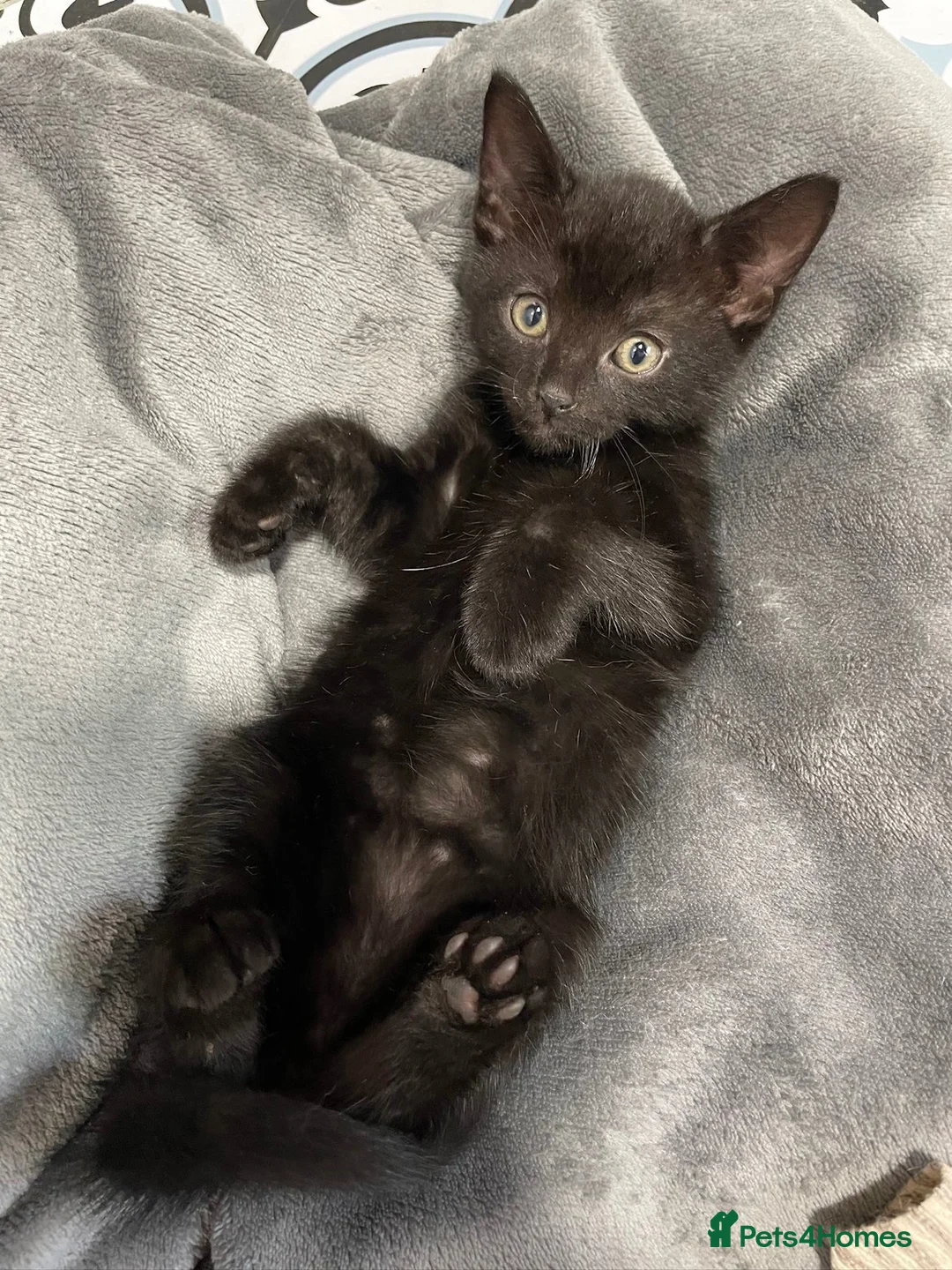 Mixed Breed cats for sale: Kitten for sale - Advert 1