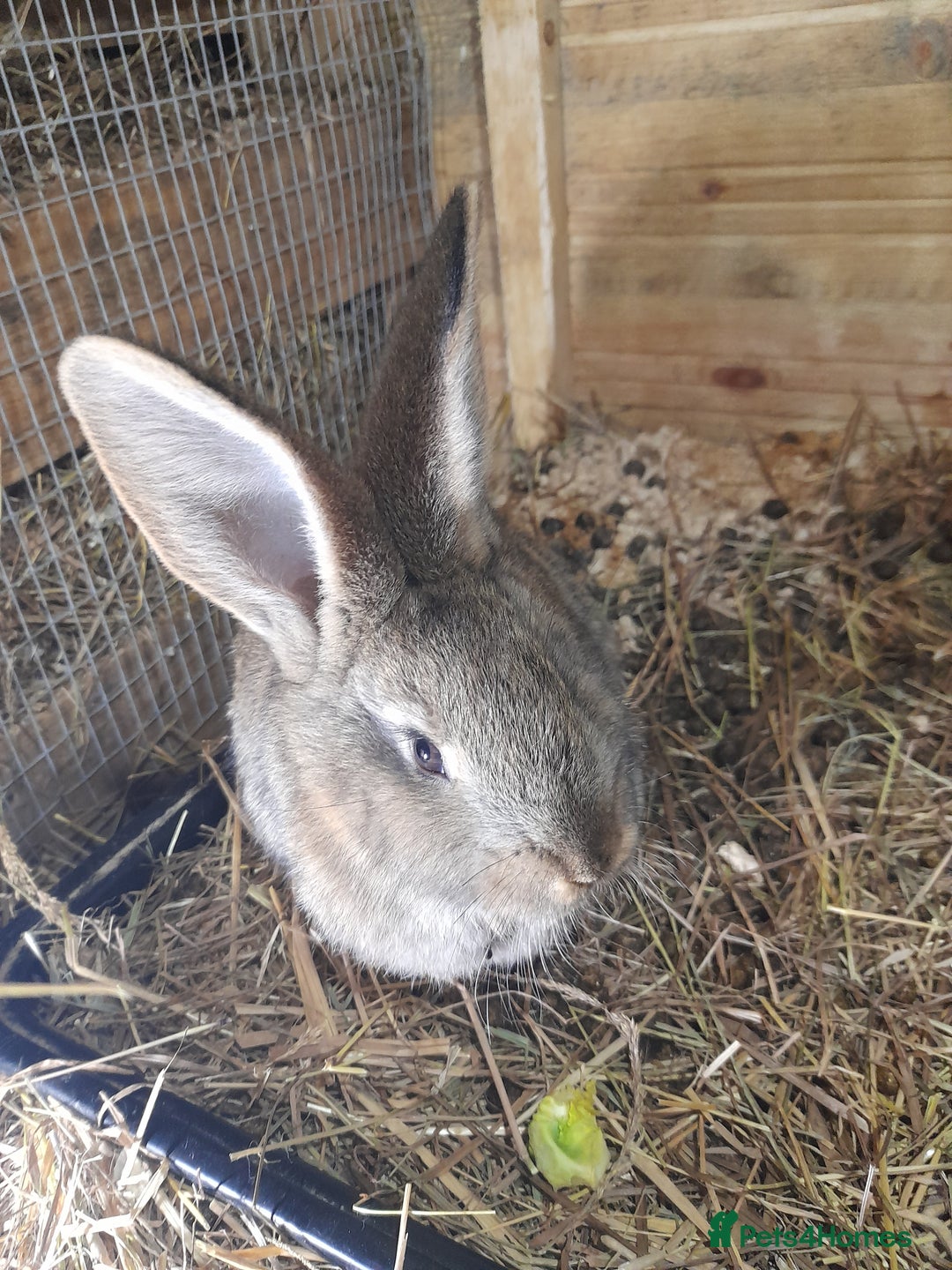Continental Giant rabbits for sale: Beautiful Pure Continental Giant Babies - Advert 30