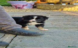 Border Collie dogs for sale: Border collie pups 6 weeks old  - Image 2