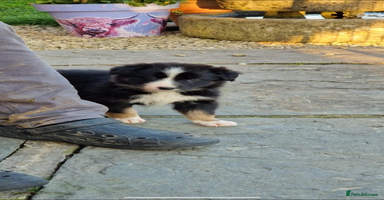 Border Collie dogs - Advert 1