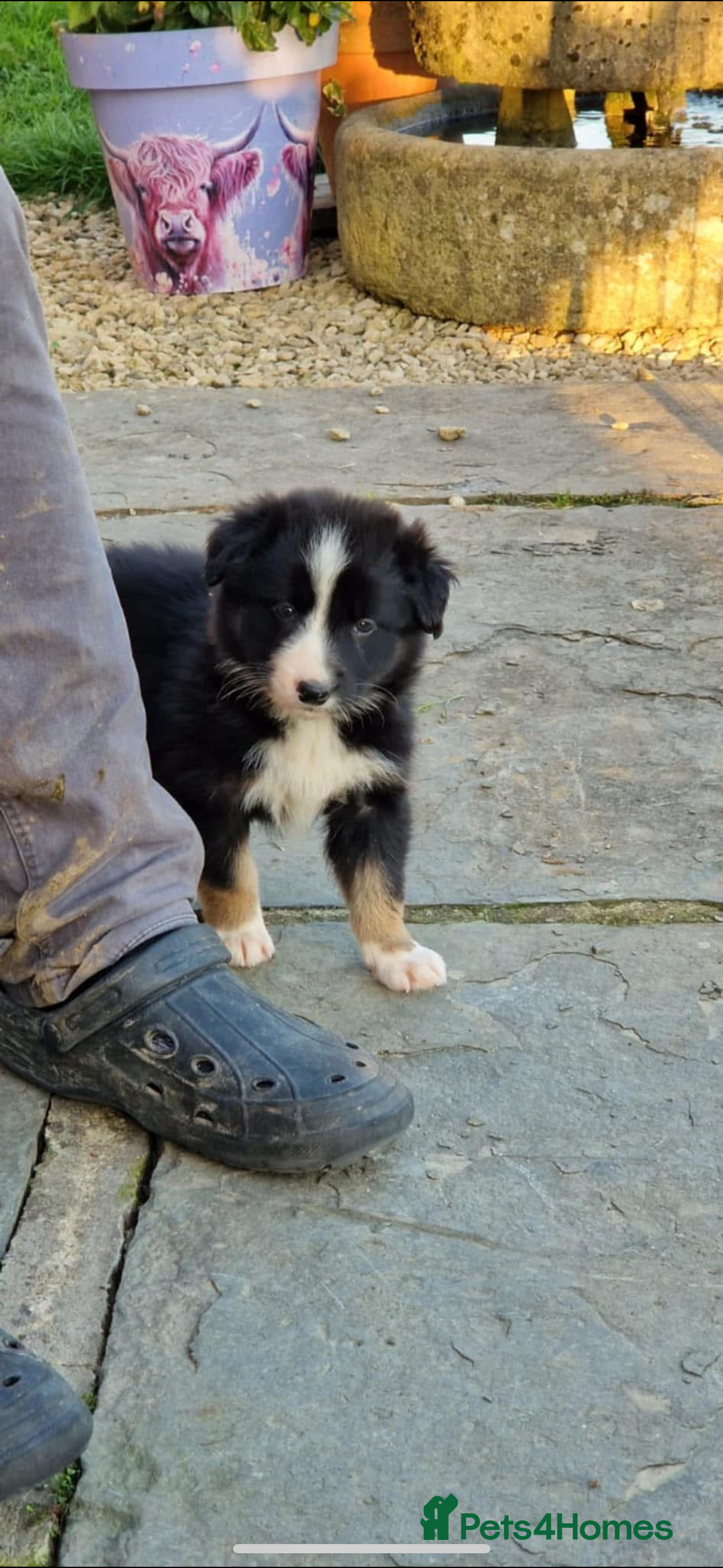 Border Collie dogs for sale: Border collie pups 6 weeks old  - Image 2