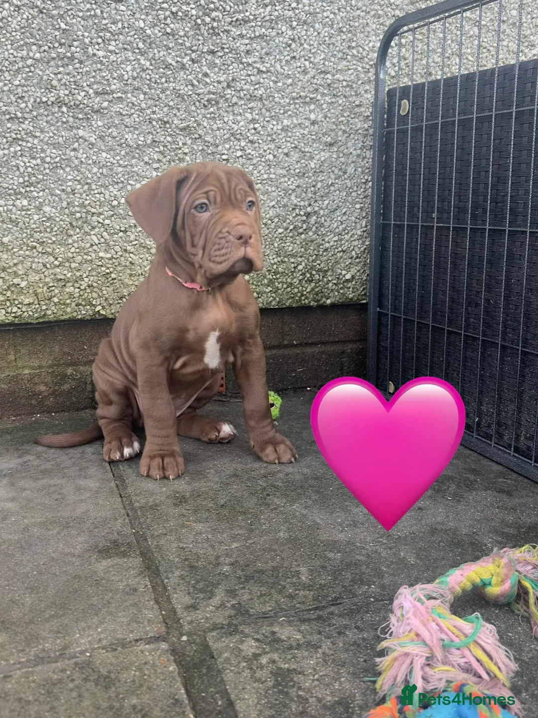 Mixed Breed dogs for sale: Presa X Neo puppies R2G! last available female  - Advert 22