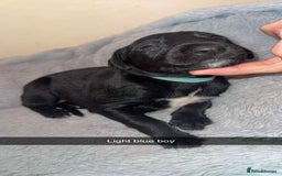 Lurcher dogs for sale: Saluki collie bull grey - Image 5