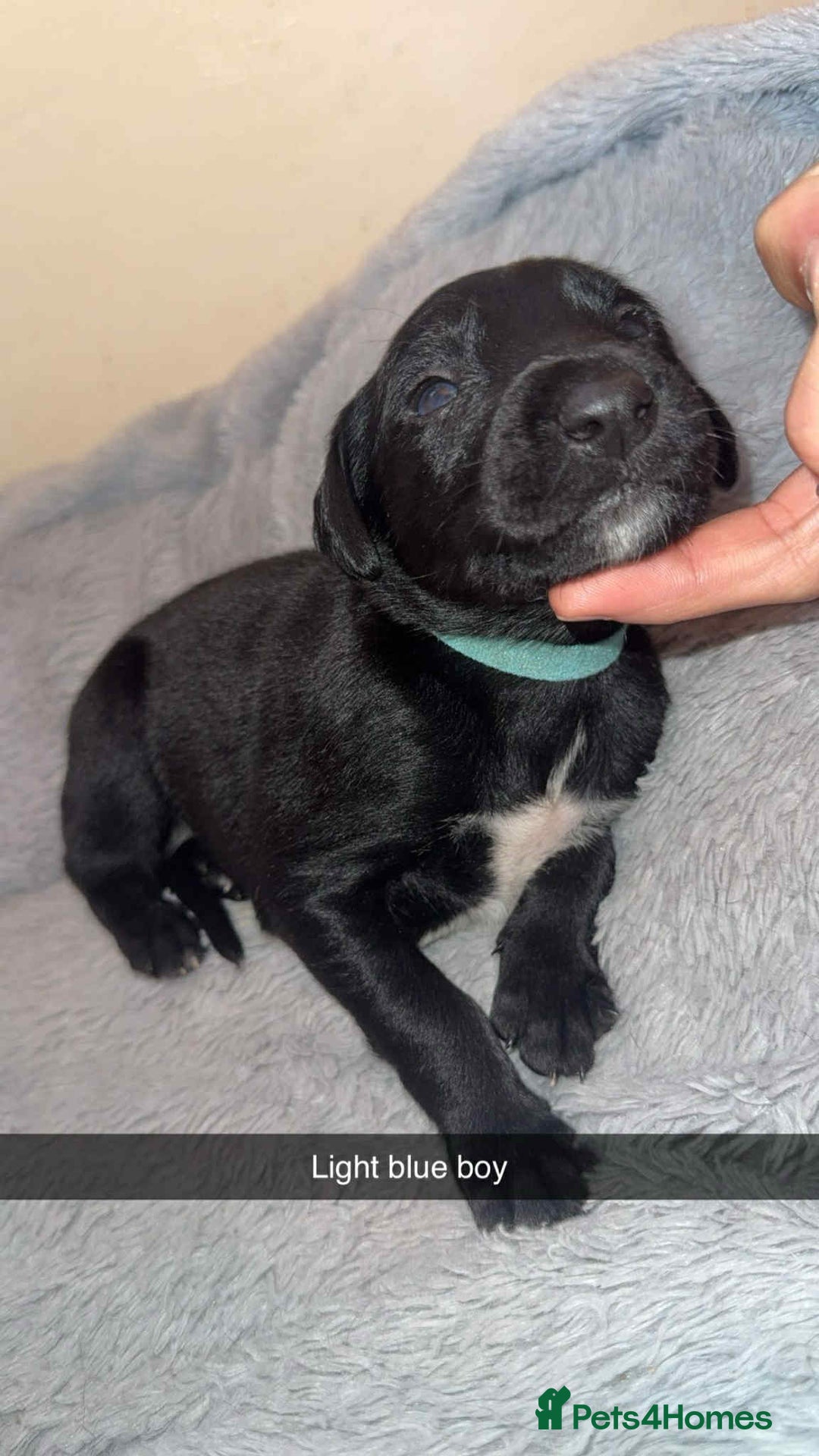 Lurcher dogs for sale: Saluki collie bull grey - Image 5