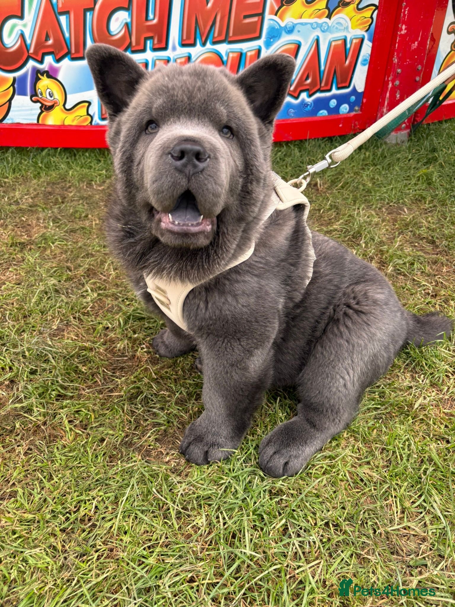 Chow Chow dogs Blue smooth male carrying chocolate 4 months  - Advert 15