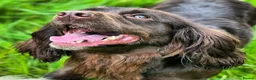 Sprocker dogs for sale: Ella is looking for a forever home  - Advert 20