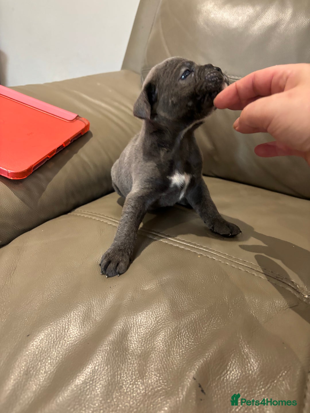 Mixed Breed dogs for sale: canó corso cross british bulldog puppy’s  - Image 16