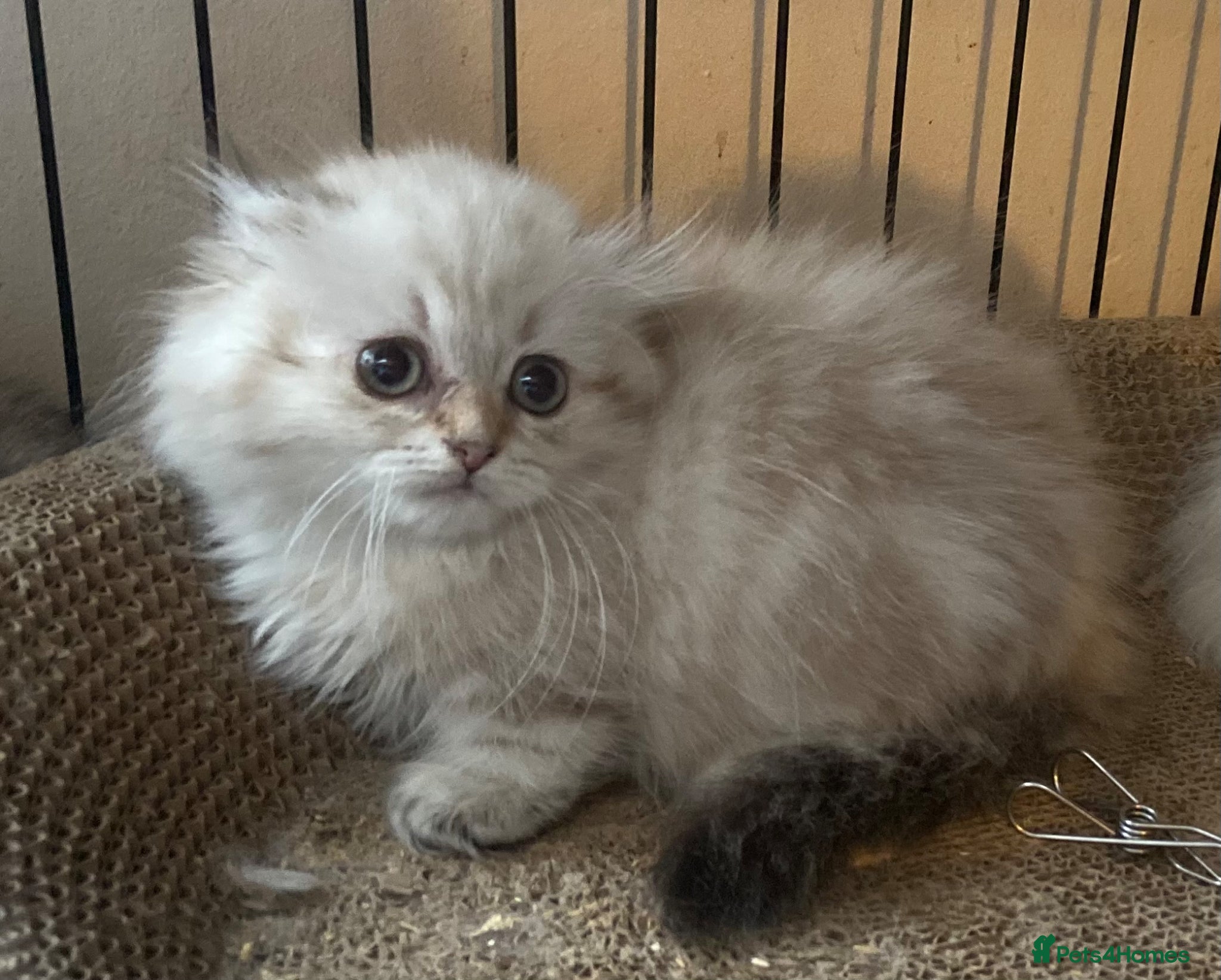 Munchkin cats ✨ Adorable TICA Registered Munchkin Kittens ✨ - Advert 1