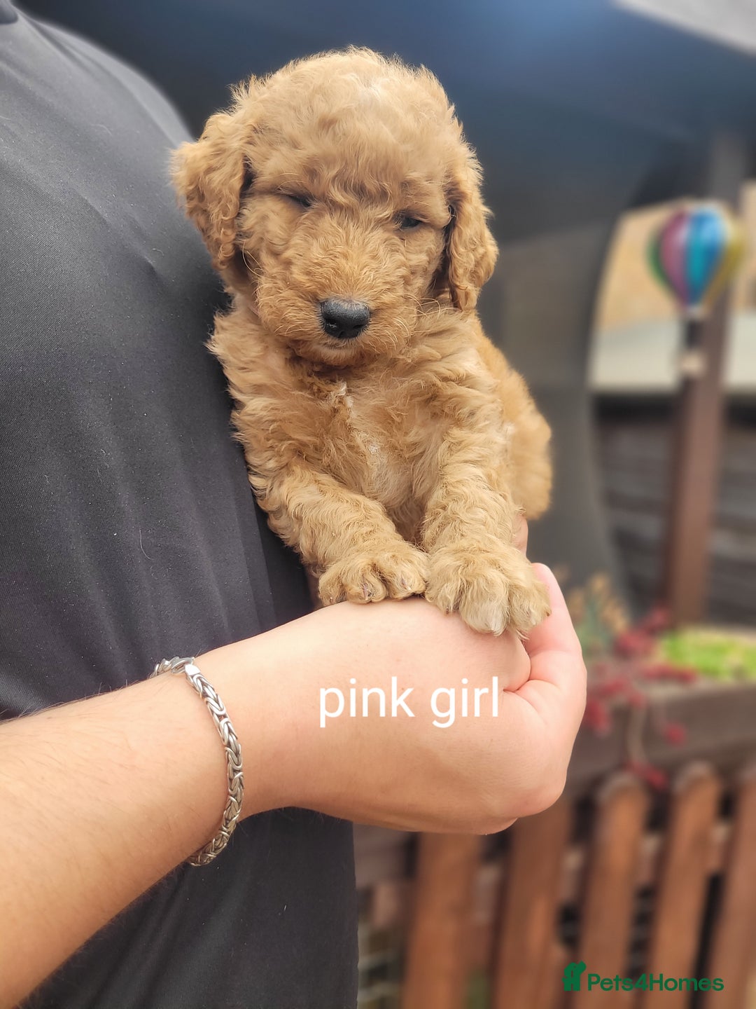 Labradoodle dogs for sale:  Apricot Doodle labradoodles - Image 15