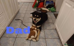 Siberian Husky dogs for sale: 8 beautiful husky puppies - Image 10