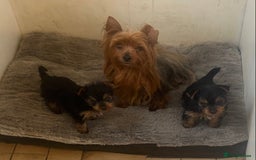 Yorkshire Terrier dogs for sale: Yorkshire Terrier girls for sale Ready now - Image 2