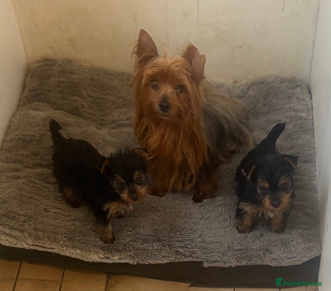 Yorkshire Terrier dogs for sale: Yorkshire Terrier girls for sale Ready now - Image 2
