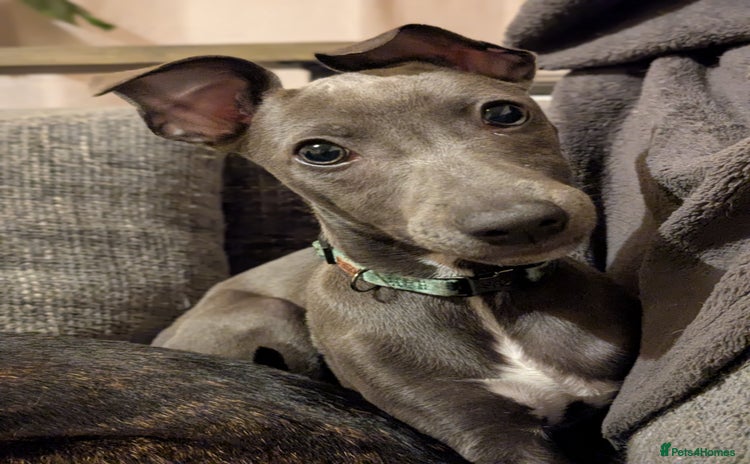 Whippet dogs - Advert 2