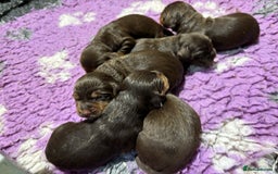 Cocker Spaniel dogs for sale: ASH X MICKEY-CHOC&TAN AVAILABLE-DoB-22.10.25 - Advert 4