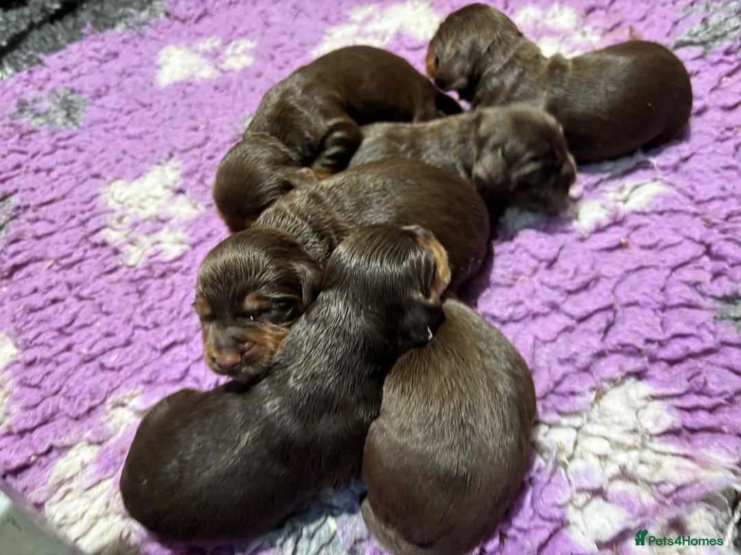 Cocker Spaniel dogs for sale: ASH X MICKEY-CHOC&TAN AVAILABLE-DoB-22.10.25 - Advert 4
