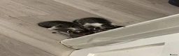 Mixed Breed cats for sale: Male Kittens needing new homes  in Swansea - Advert 5
