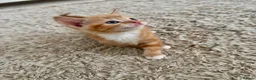 Mixed Breed cats for sale: 5 beautiful kittens for sale 🖤🧡  - Advert 7