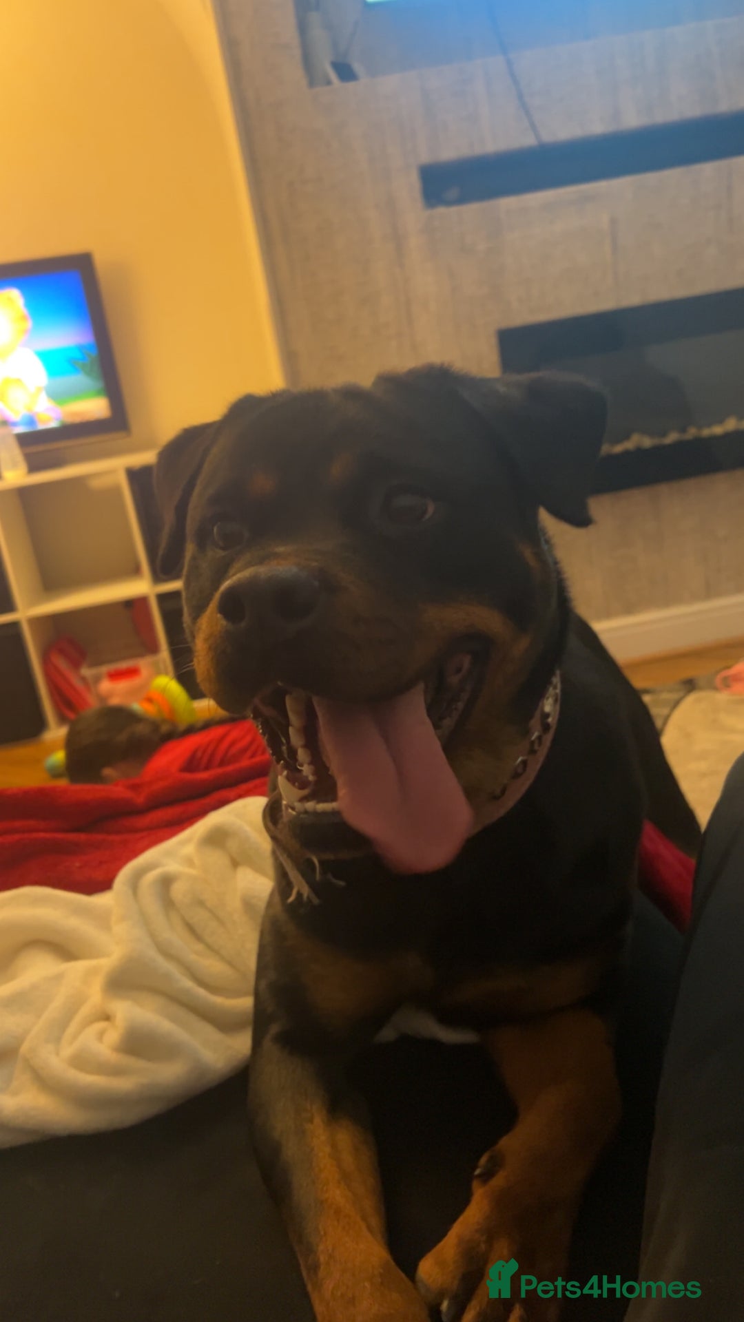 Rottweiler dogs for sale: 1 year old Rottweiler  - Advert 4