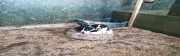 Sprocker dogs for sale: Quality Sprocker Spaniels  - Advert 24