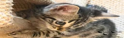 Bengal cats for sale: Rare Silver Charcoal Bengal Male Kitten 🐾 - Advert 5