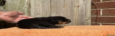 Rottweiler 4