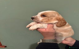 Mixed Breed dogs for sale: Basset x cocker puppies - Image 1