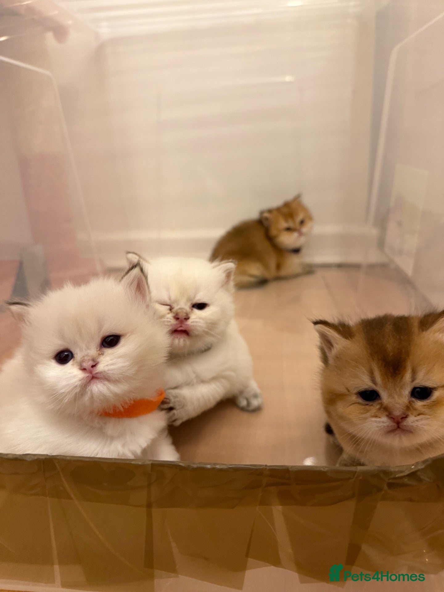 British Shorthair cats BRITISH SHORT HAIR NY12,GOLDEN , WHITE COLORPOINT - Advert 11