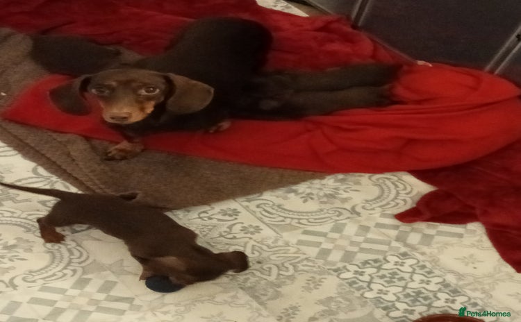 Miniature Dachshund dogs Miniature dachshund  for sale  - Advert 5
