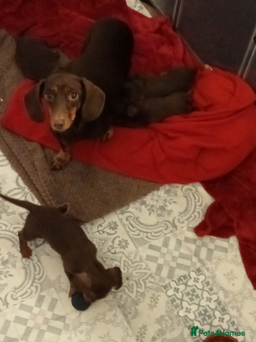 Miniature Dachshund dogs for sale: Miniature dachshund  for sale  - Advert 1