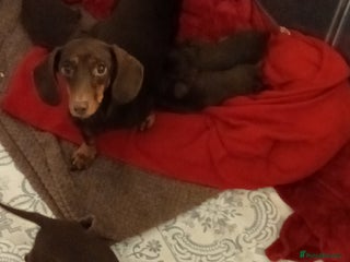 Miniature Dachshund dogs Miniature dachshund for sale - Advert 1