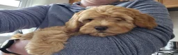 Cockapoo dogs for stud: Stunning Fully Health Tested F2b Cockapoo Proven ! - Advert 20