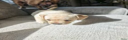 Mixed Breed dogs for sale: French Bulldog Cross Pups - Advert 5