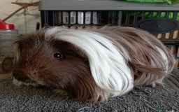 Guinea Pig rodents for sale: NEUTERED male sheltie guinea pig - Image 2