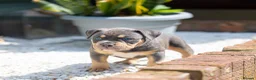 American Bully dogs for sale: American Bully ABKC registered  - Advert 12