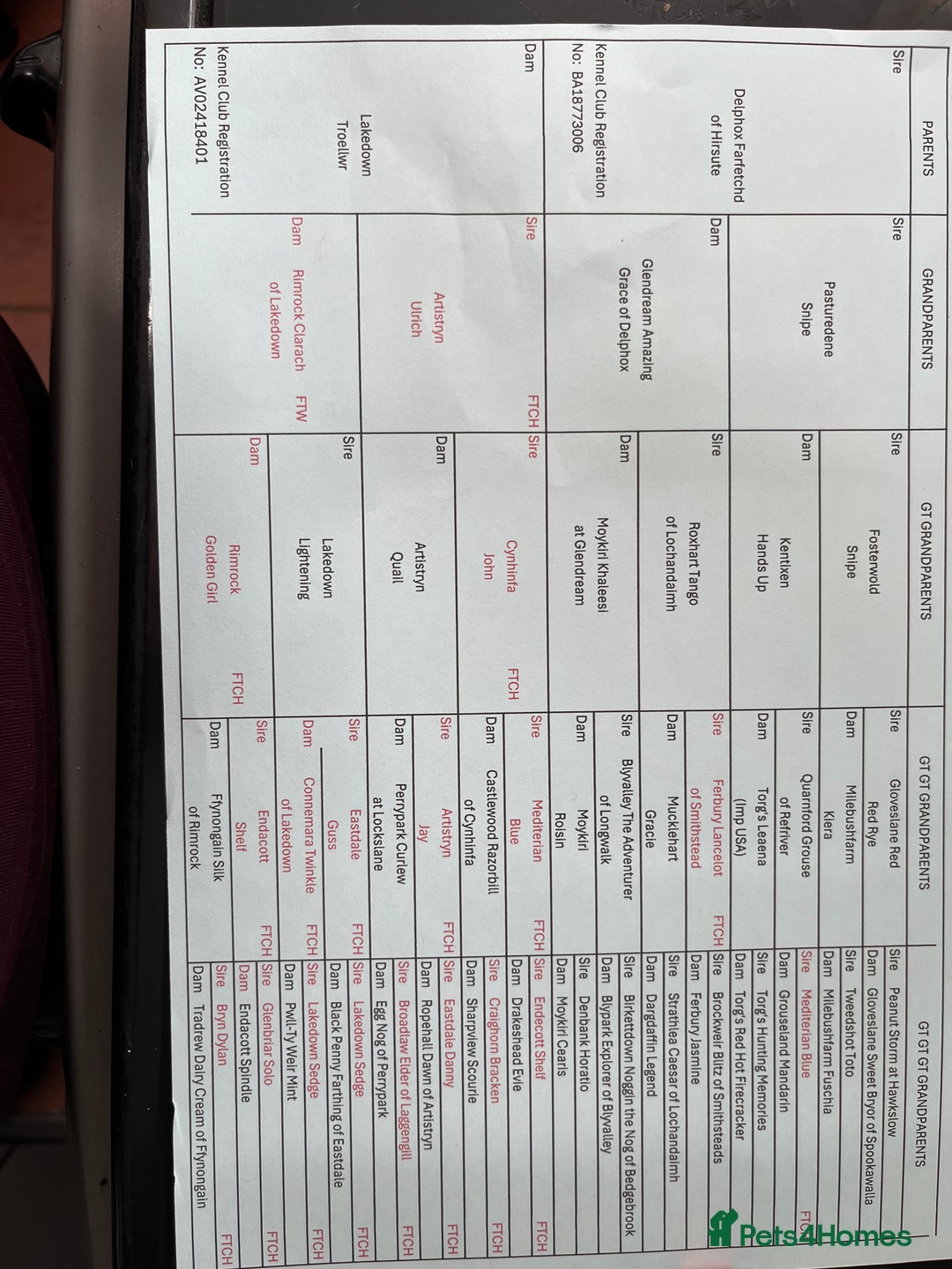 Labrador Retriever dogs for sale: Labrador Puppies - Advert 7