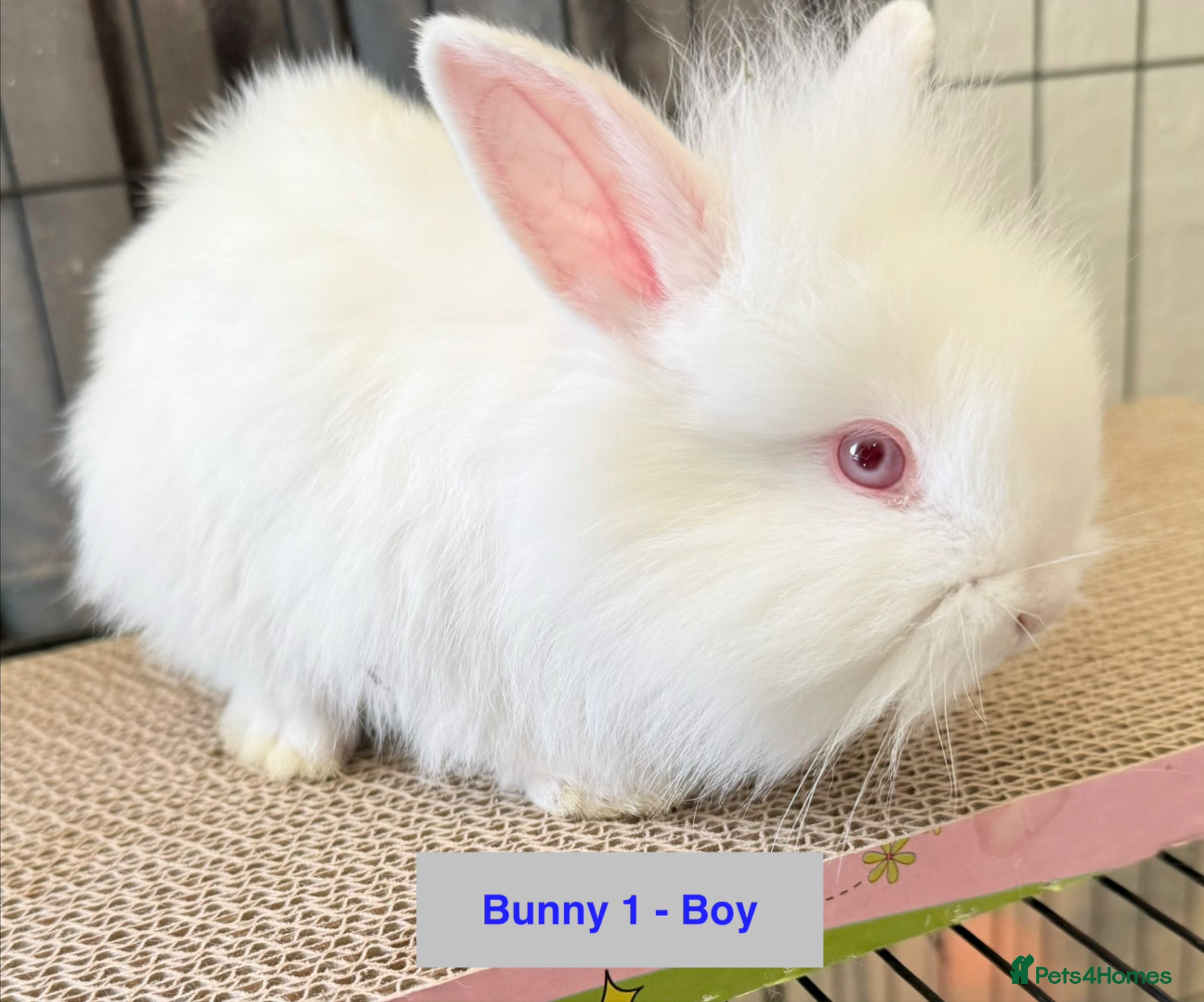 Lionhead rabbits Double Maned Lionheads Babies - Advert 6