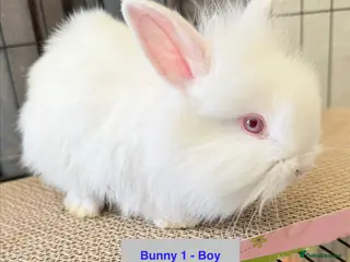 Lionhead rabbits Double Maned Lionheads Babies - Advert 1