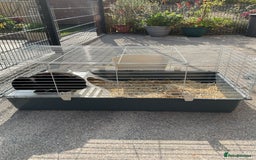Mini Lop rabbits for sale: Pure bred mini lop  - Image 2