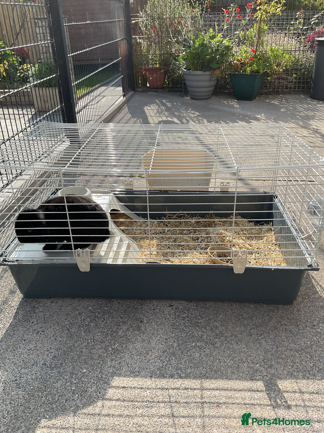 Mini Lop rabbits for sale: Pure bred mini lop  - Image 2
