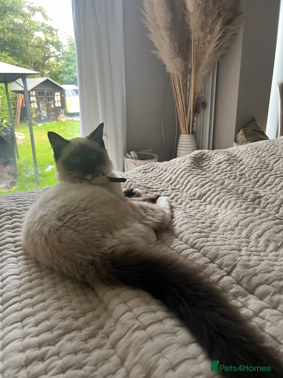Ragdoll cats for sale: Ragdolls kittens  - Image 29