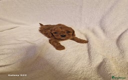 Cavapoo dogs for sale: Fox Red Cavapoo F1 Puppies  - Image 9