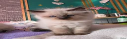 Mixed Breed cats for sale: 🐾  Bengdoll Kittens Bengal mum Ragdoll dad - Advert 38