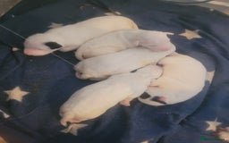 English Bull Terrier dogs for sale: The last 2x EBT Babies... - Image 13